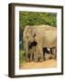 Wild Female Asian Elephants with Baby Elephant, Yala National Park, Sri Lanka, Asia-Peter Barritt-Framed Photographic Print