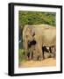 Wild Female Asian Elephants with Baby Elephant, Yala National Park, Sri Lanka, Asia-Peter Barritt-Framed Photographic Print