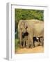 Wild Female Asian Elephants with Baby Elephant, Yala National Park, Sri Lanka, Asia-Peter Barritt-Framed Photographic Print