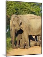 Wild Female Asian Elephants with Baby Elephant, Yala National Park, Sri Lanka, Asia-Peter Barritt-Mounted Photographic Print
