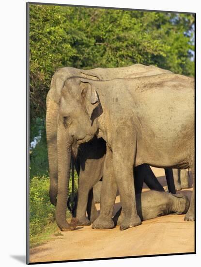 Wild Female Asian Elephants with Baby Elephant, Yala National Park, Sri Lanka, Asia-Peter Barritt-Mounted Photographic Print
