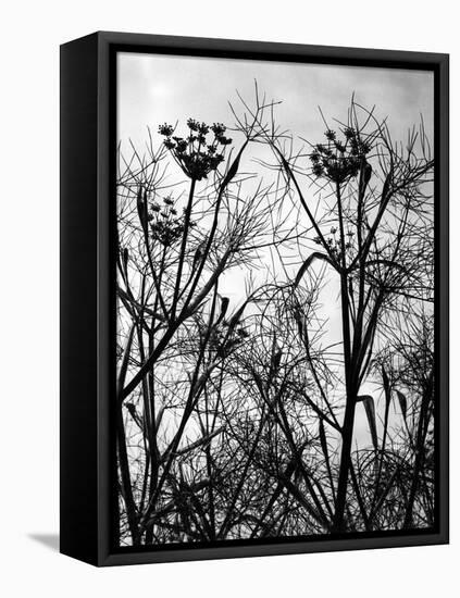 Wild Fennel-null-Framed Stretched Canvas