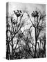 Wild Fennel-null-Stretched Canvas