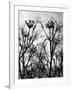 Wild Fennel-null-Framed Photographic Print