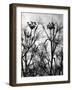 Wild Fennel-null-Framed Photographic Print