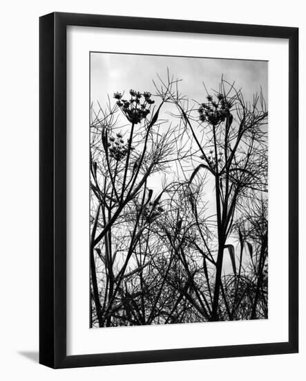 Wild Fennel-null-Framed Photographic Print