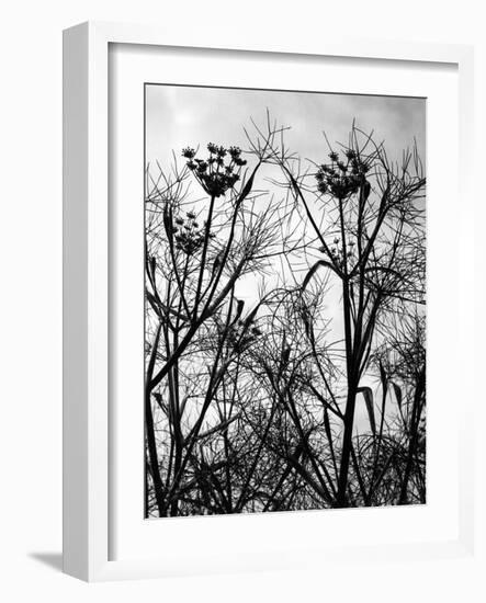 Wild Fennel-null-Framed Photographic Print