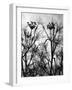 Wild Fennel-null-Framed Photographic Print