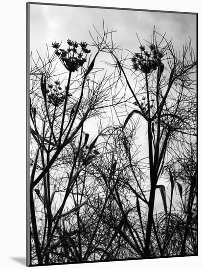 Wild Fennel-null-Mounted Photographic Print