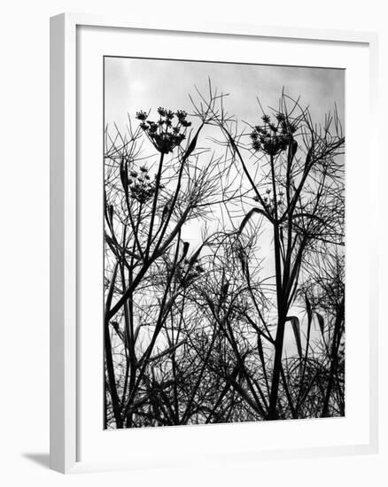 Wild Fennel-null-Framed Photographic Print