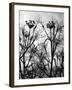 Wild Fennel-null-Framed Photographic Print