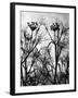 Wild Fennel-null-Framed Photographic Print