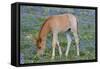 Wild Feral Horse Colt Feeding-null-Framed Stretched Canvas