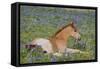 Wild Feral Horse Colt Resting Among Wildflowers-null-Framed Stretched Canvas