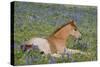 Wild Feral Horse Colt Resting Among Wildflowers-null-Stretched Canvas