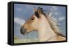 Wild Feral Horse Two Year Old Mare-null-Framed Stretched Canvas