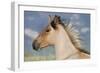 Wild Feral Horse Two Year Old Mare-null-Framed Photographic Print