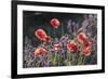 Wild Florals-Tim Mannakee-Framed Giclee Print