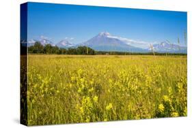 Wild Flower Field and the Avachinskaya Sopka Volcano Near Petropavlovsk-Kamchatsky-Michael Runkel-Stretched Canvas