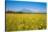 Wild Flower Field and the Avachinskaya Sopka Volcano Near Petropavlovsk-Kamchatsky-Michael Runkel-Stretched Canvas