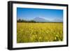 Wild Flower Field and the Avachinskaya Sopka Volcano Near Petropavlovsk-Kamchatsky-Michael Runkel-Framed Photographic Print