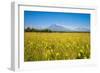 Wild Flower Field and the Avachinskaya Sopka Volcano Near Petropavlovsk-Kamchatsky-Michael Runkel-Framed Photographic Print