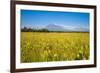 Wild Flower Field and the Avachinskaya Sopka Volcano Near Petropavlovsk-Kamchatsky-Michael Runkel-Framed Photographic Print