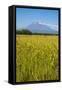 Wild Flower Field and the Avachinskaya Sopka Volcano Near Petropavlovsk-Kamchatsky-Michael-Framed Stretched Canvas