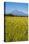 Wild Flower Field and the Avachinskaya Sopka Volcano Near Petropavlovsk-Kamchatsky-Michael-Stretched Canvas