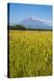 Wild Flower Field and the Avachinskaya Sopka Volcano Near Petropavlovsk-Kamchatsky-Michael-Stretched Canvas