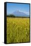 Wild Flower Field and the Avachinskaya Sopka Volcano Near Petropavlovsk-Kamchatsky-Michael-Framed Stretched Canvas