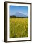 Wild Flower Field and the Avachinskaya Sopka Volcano Near Petropavlovsk-Kamchatsky-Michael-Framed Photographic Print