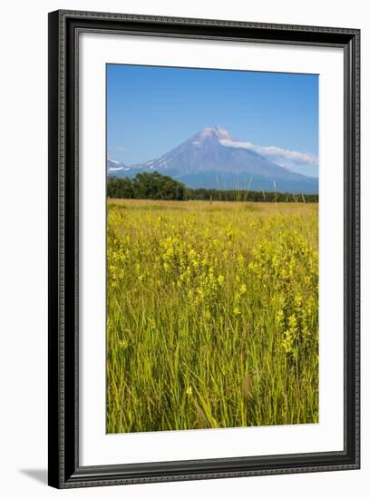 Wild Flower Field and the Avachinskaya Sopka Volcano Near Petropavlovsk-Kamchatsky-Michael-Framed Photographic Print