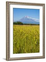 Wild Flower Field and the Avachinskaya Sopka Volcano Near Petropavlovsk-Kamchatsky-Michael-Framed Photographic Print