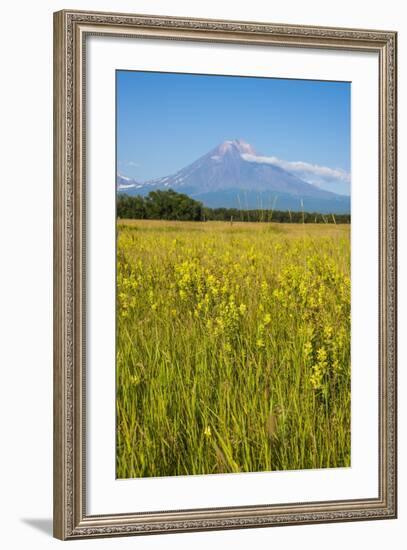 Wild Flower Field and the Avachinskaya Sopka Volcano Near Petropavlovsk-Kamchatsky-Michael-Framed Photographic Print