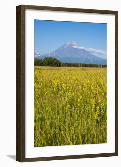 Wild Flower Field and the Avachinskaya Sopka Volcano Near Petropavlovsk-Kamchatsky-Michael-Framed Photographic Print