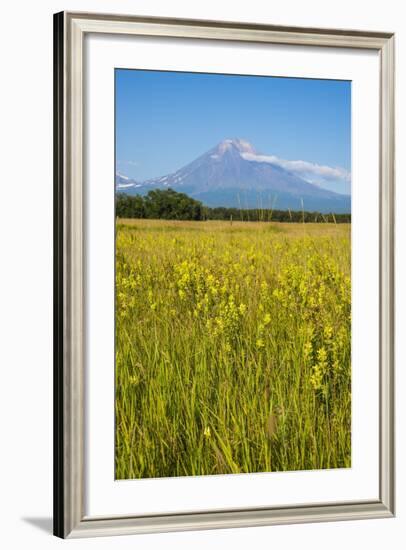 Wild Flower Field and the Avachinskaya Sopka Volcano Near Petropavlovsk-Kamchatsky-Michael-Framed Photographic Print