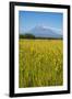 Wild Flower Field and the Avachinskaya Sopka Volcano Near Petropavlovsk-Kamchatsky-Michael-Framed Photographic Print