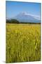 Wild Flower Field and the Avachinskaya Sopka Volcano Near Petropavlovsk-Kamchatsky-Michael-Mounted Photographic Print