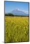 Wild Flower Field and the Avachinskaya Sopka Volcano Near Petropavlovsk-Kamchatsky-Michael-Mounted Photographic Print