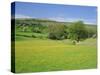 Wild Flower Meadow, Swaledale, Yorkshire Dales National Park, North Yorkshire, England, UK, Europe-Jonathan Hodson-Stretched Canvas