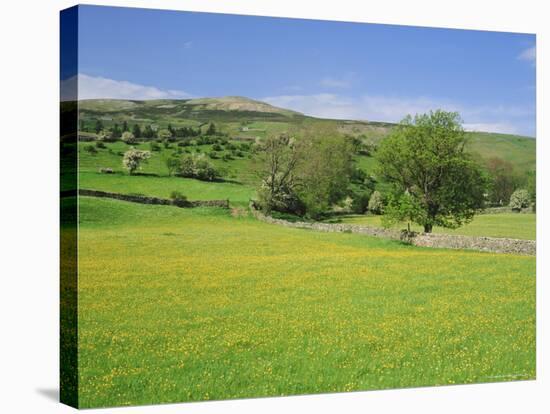 Wild Flower Meadow, Swaledale, Yorkshire Dales National Park, North Yorkshire, England, UK, Europe-Jonathan Hodson-Stretched Canvas