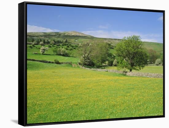 Wild Flower Meadow, Swaledale, Yorkshire Dales National Park, North Yorkshire, England, UK, Europe-Jonathan Hodson-Framed Stretched Canvas