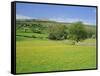 Wild Flower Meadow, Swaledale, Yorkshire Dales National Park, North Yorkshire, England, UK, Europe-Jonathan Hodson-Framed Stretched Canvas