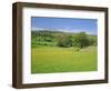 Wild Flower Meadow, Swaledale, Yorkshire Dales National Park, North Yorkshire, England, UK, Europe-Jonathan Hodson-Framed Photographic Print