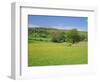 Wild Flower Meadow, Swaledale, Yorkshire Dales National Park, North Yorkshire, England, UK, Europe-Jonathan Hodson-Framed Photographic Print