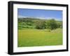 Wild Flower Meadow, Swaledale, Yorkshire Dales National Park, North Yorkshire, England, UK, Europe-Jonathan Hodson-Framed Photographic Print