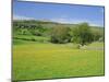 Wild Flower Meadow, Swaledale, Yorkshire Dales National Park, North Yorkshire, England, UK, Europe-Jonathan Hodson-Mounted Photographic Print