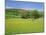 Wild Flower Meadow, Swaledale, Yorkshire Dales National Park, North Yorkshire, England, UK, Europe-Jonathan Hodson-Mounted Photographic Print