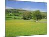 Wild Flower Meadow, Swaledale, Yorkshire Dales National Park, North Yorkshire, England, UK, Europe-Jonathan Hodson-Mounted Photographic Print